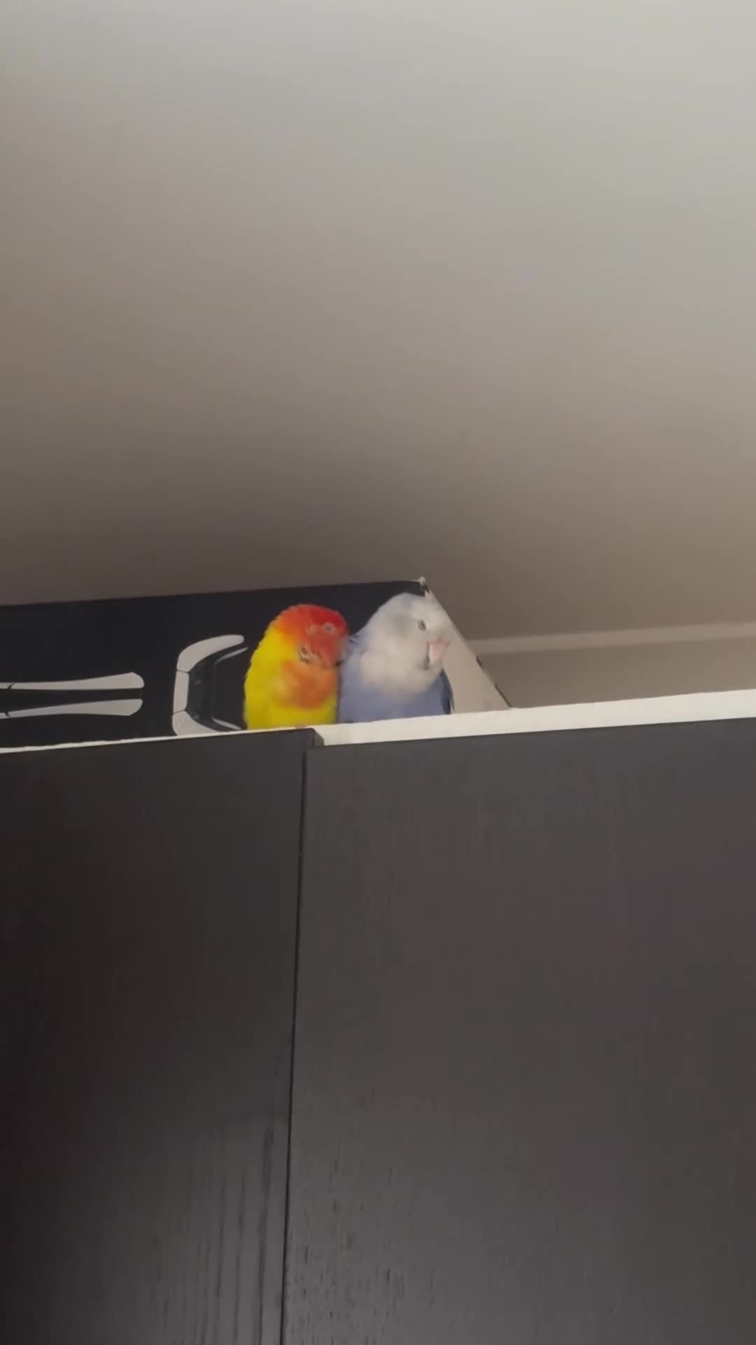 Lovebirds birds for sale: Lovebirds in London - Video 1