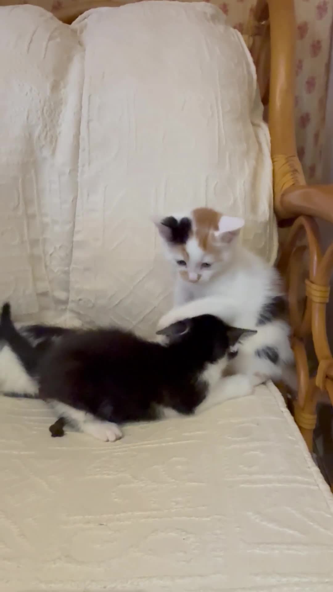 Mixed Breed cats for sale: 4 kittens and 1 mother - Video 1