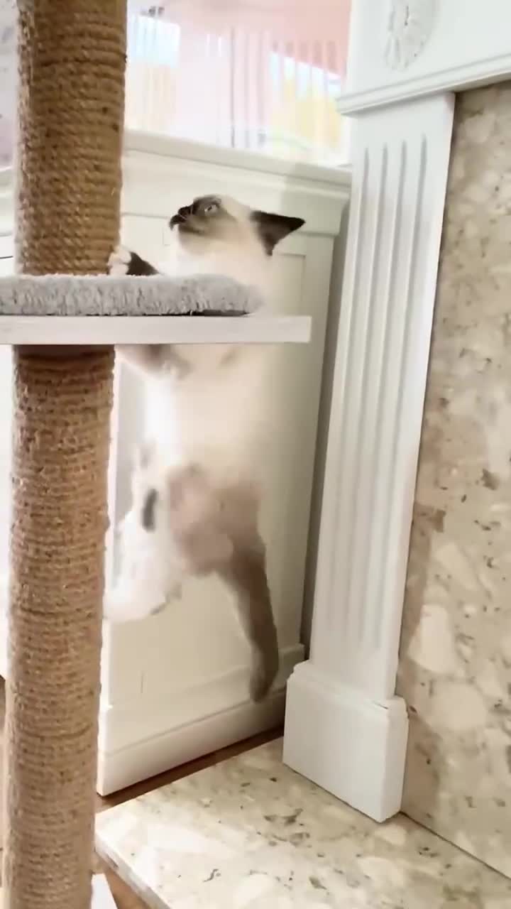 Ragdoll cats for sale: GCCF REGISTERED RAGDOLL FEMALE KITTEN - Video 5
