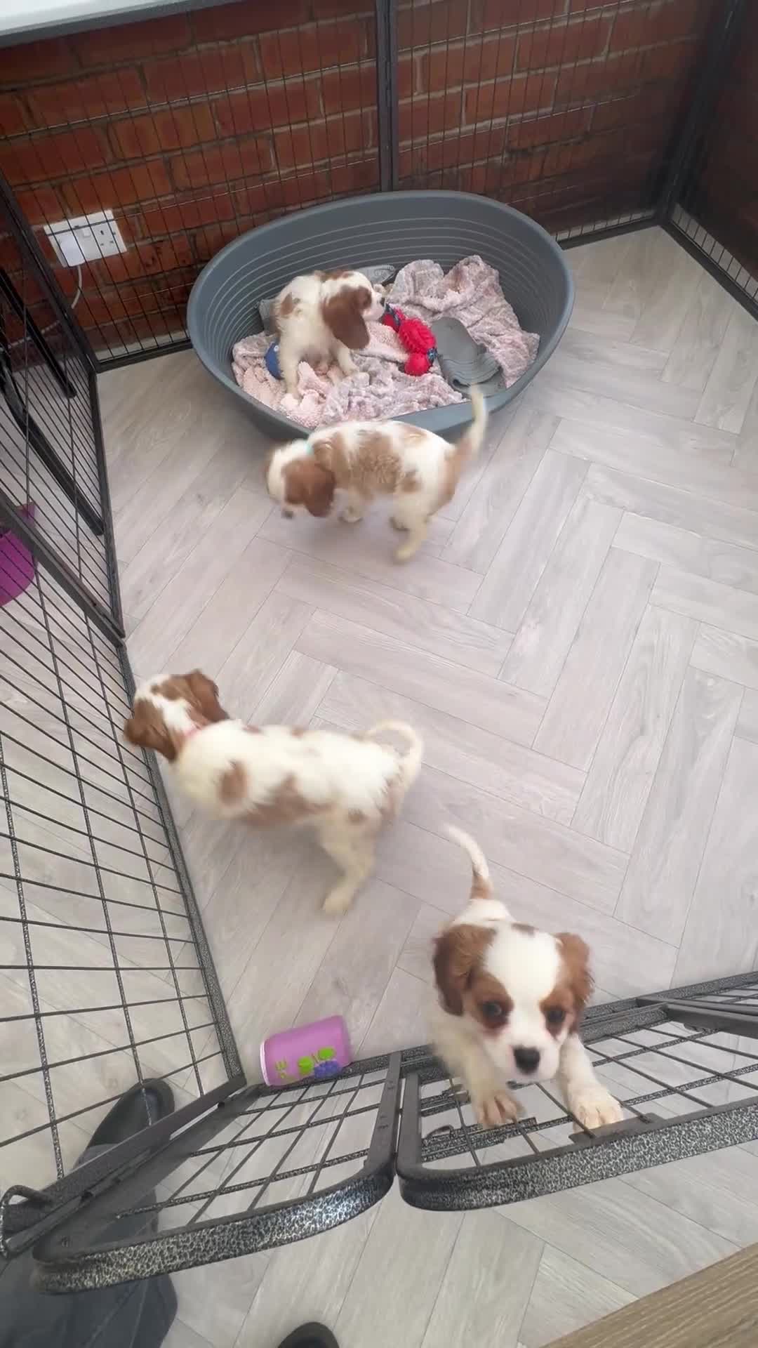 Cavalier King Charles Spaniel dogs for sale: Stunning cavalier King Charles puppies  - Video 1