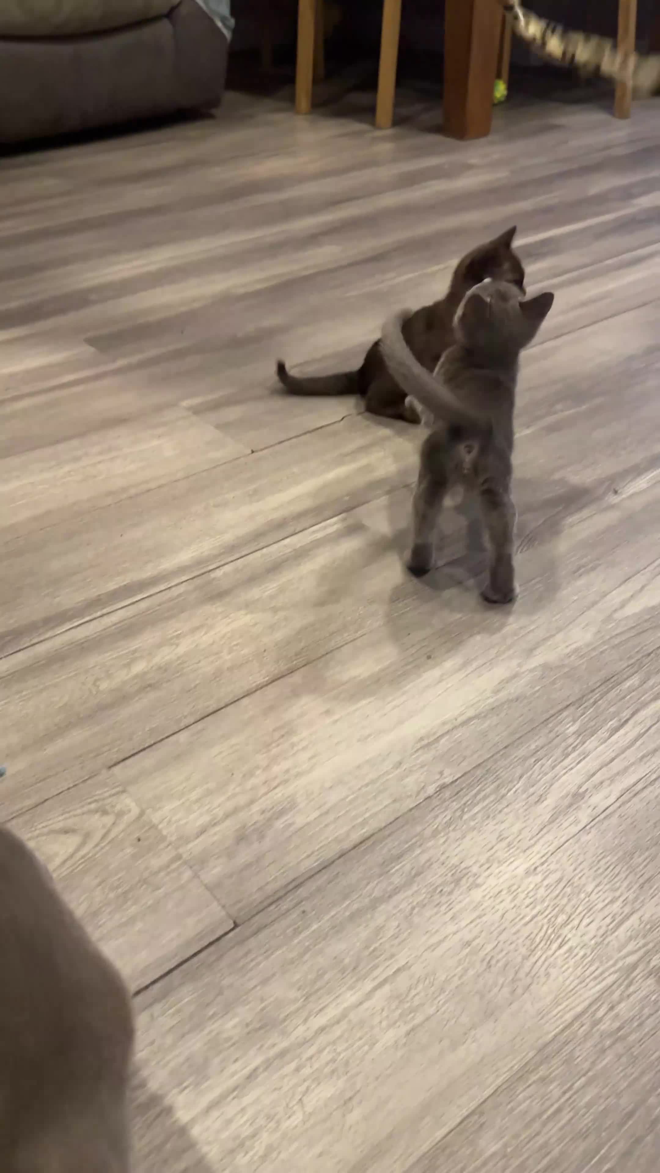 Burmese cats for sale: Burmese kittens  - Video 2