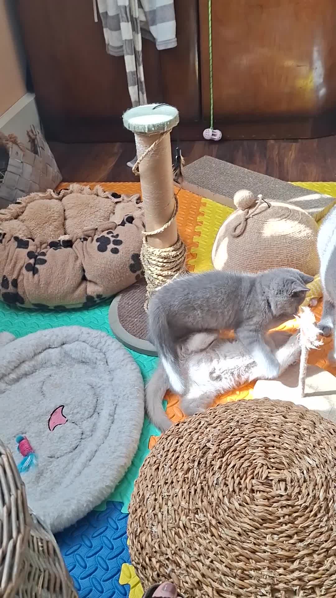 British Shorthair cats for sale: British Blue Short-hair 4 kittens for sale  - Video 1