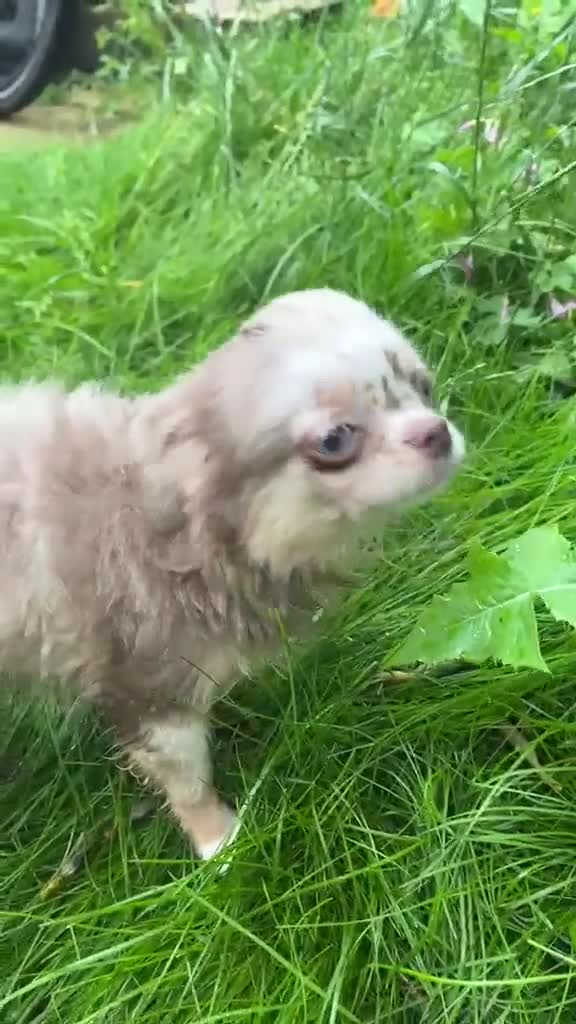 Chihuahua dogs for sale: Chihuahua boy lilac marble with blue eyes  - Video 3