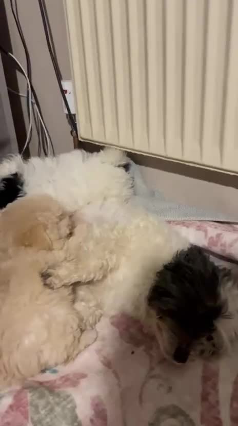 Maltipoo dogs for sale:     🤍🐾 Our F1 Asian Maltipoo Puppies🤍🐾 - Video 2