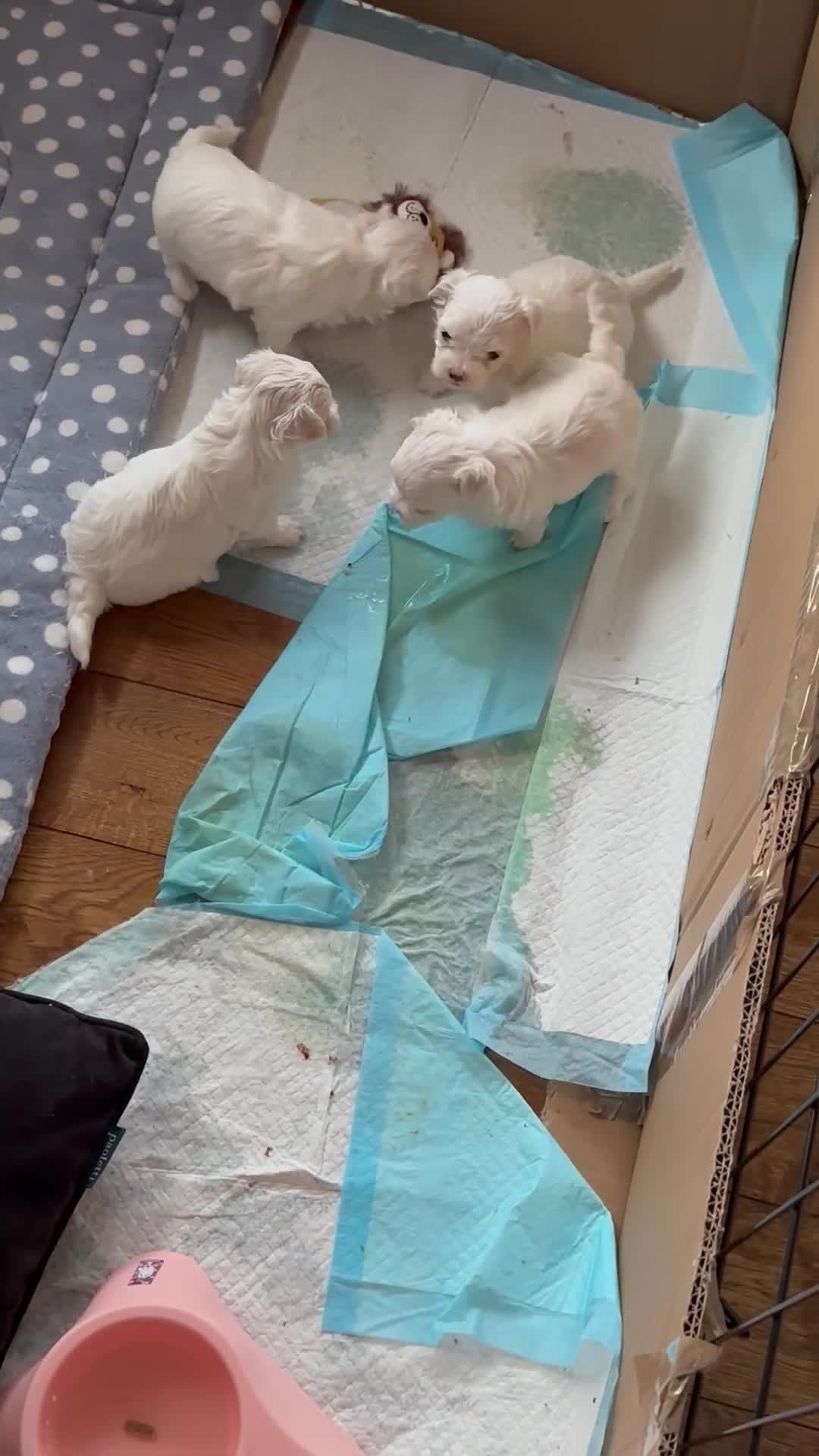 Maltese dogs for sale: All white - Video 1