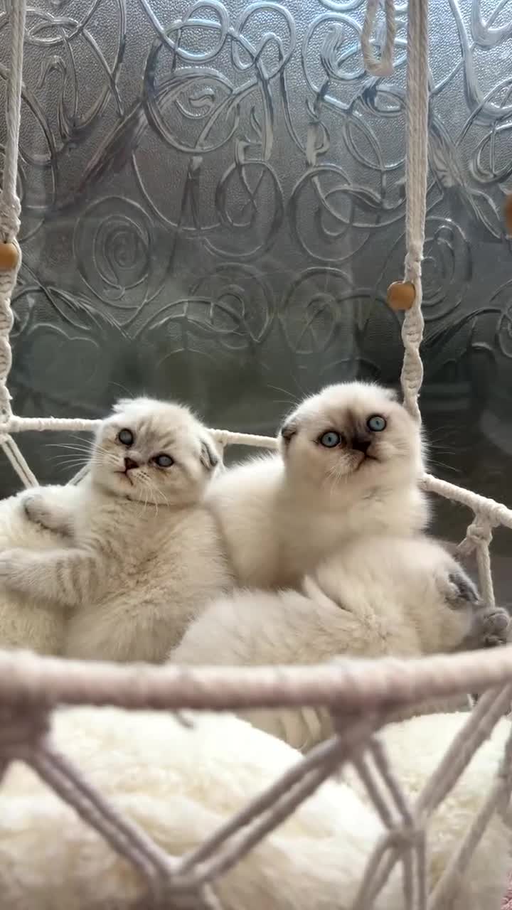 Mixed Breed cats for sale: Mix breed  in Bradford - Video 2