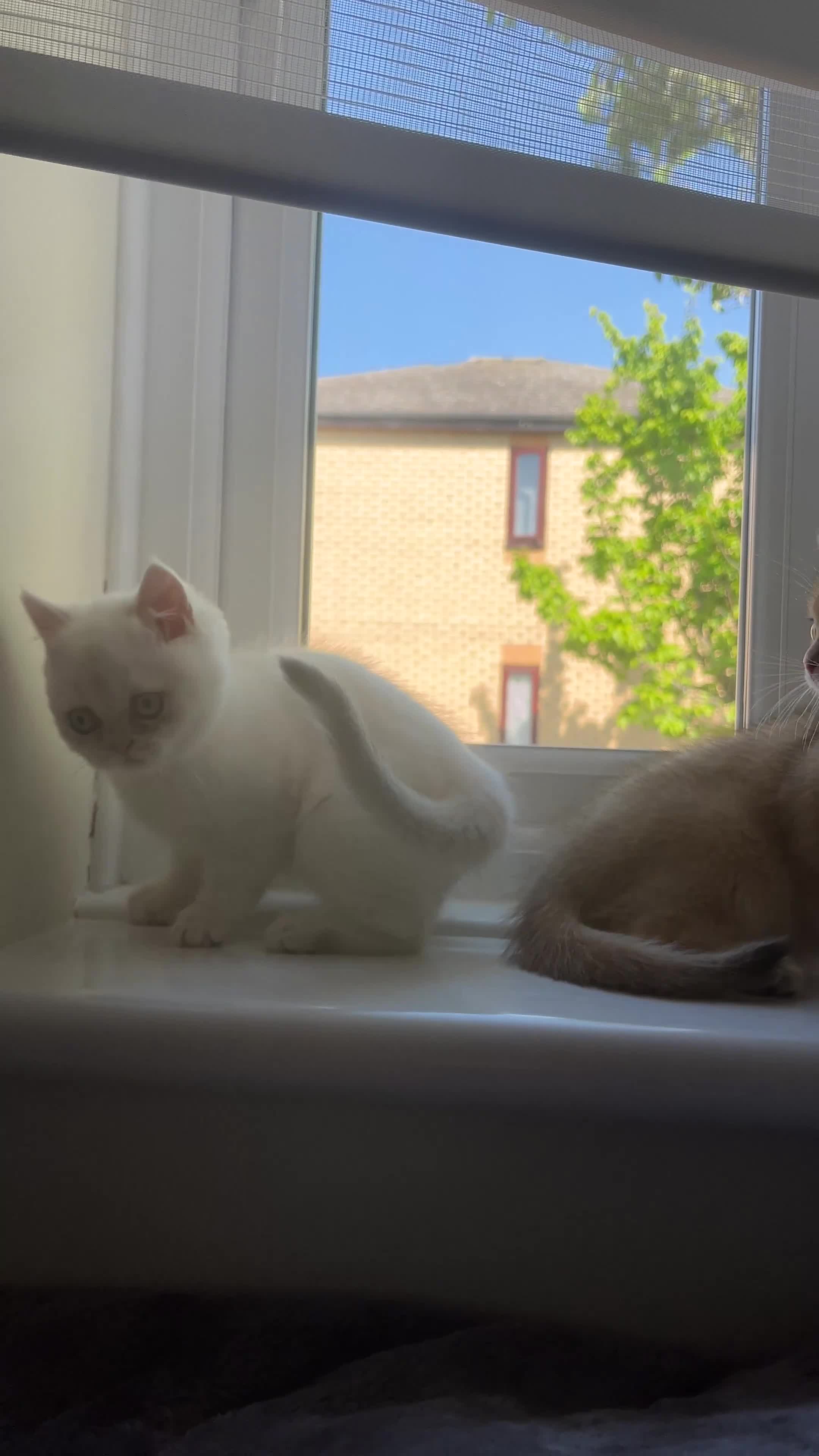 British Shorthair cats for sale: British Long/Shorhair Kittens  - Video 3