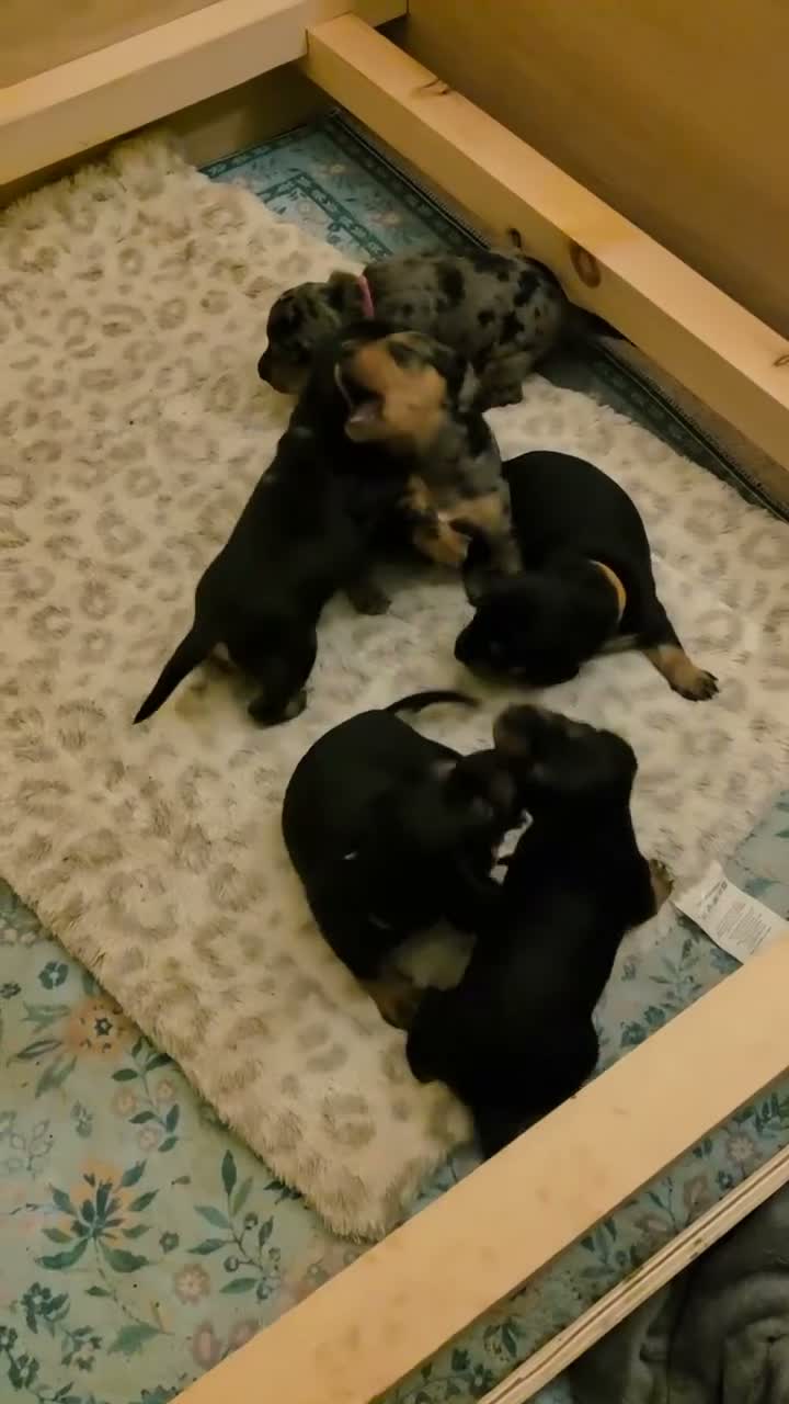 Jackshund dogs for sale: Dapple and black and tan Jackshund puppies - Video 1