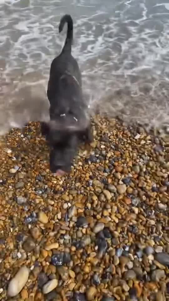 Cane Corso dogs for sale: Cane Corso Rex - Video 3