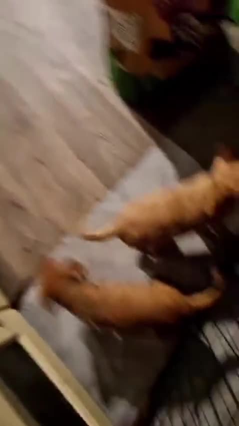 Labrador Retriever dogs for sale: 9 stunning Labrador retrievers 8 weeks old  - Video 1