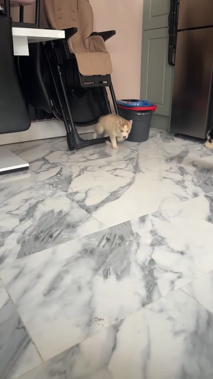 Siberian Husky dogs for sale: Ready Now! Siberian Husky boy left - Video 1