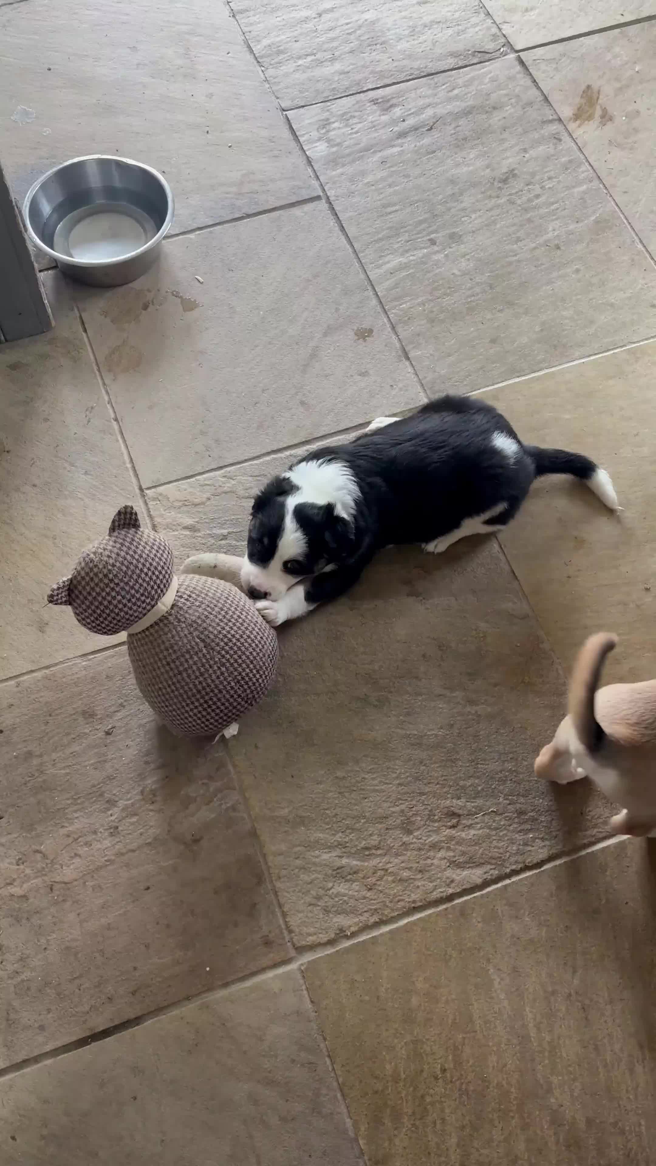 Mixed Breed dogs for sale: Collie x Lurcher Springer - Video 4