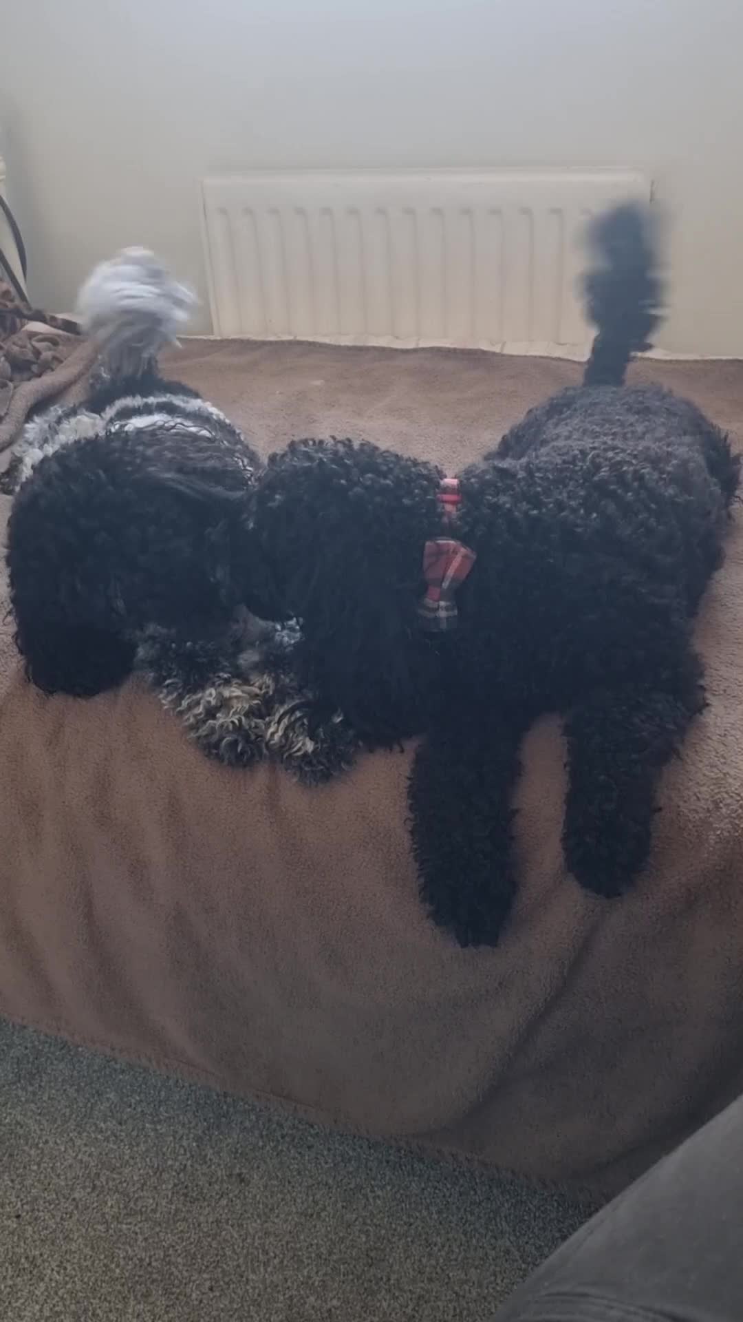 Poochon dogs for adoption: Poochon brothers looking for a new home - Video 1