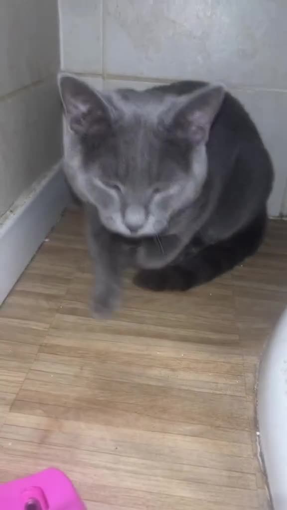 British Shorthair cats for sale: Blue British shorthair for her forever home! - Video 1