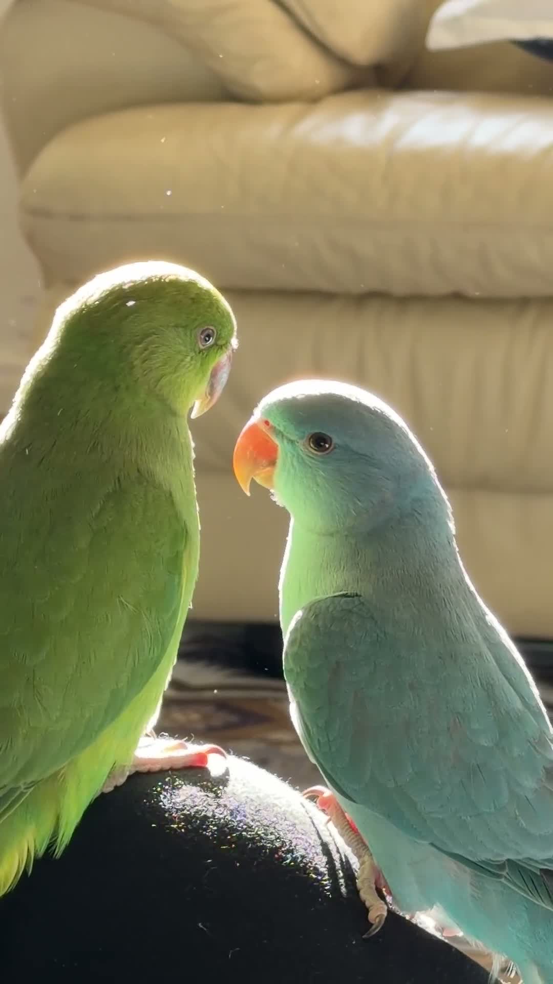 Mixed Breed birds for sale: Indian ringneck babies & Male Ducorp cockatoo  - Video 2