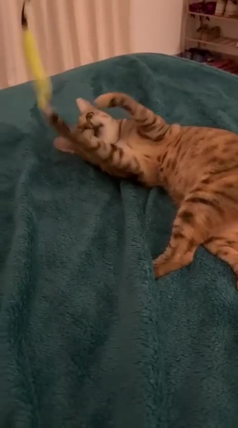 Mixed Breed cats for adoption: CARLA- MISSING BACK TOES MOST-FRIENDLY  SOUL - Video 4