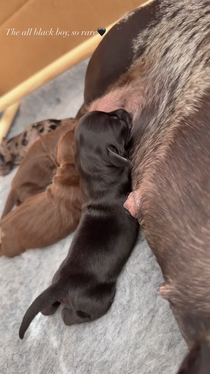 Miniature Dachshund dogs for sale: True Miniature Dachshund Puppies, Ready InDecember - Video 3