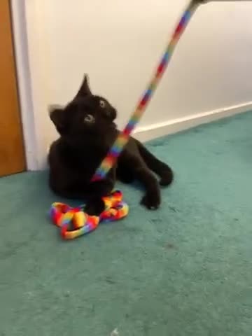 British Shorthair cats for sale: GCCF reg British Shorthair  - Video 1