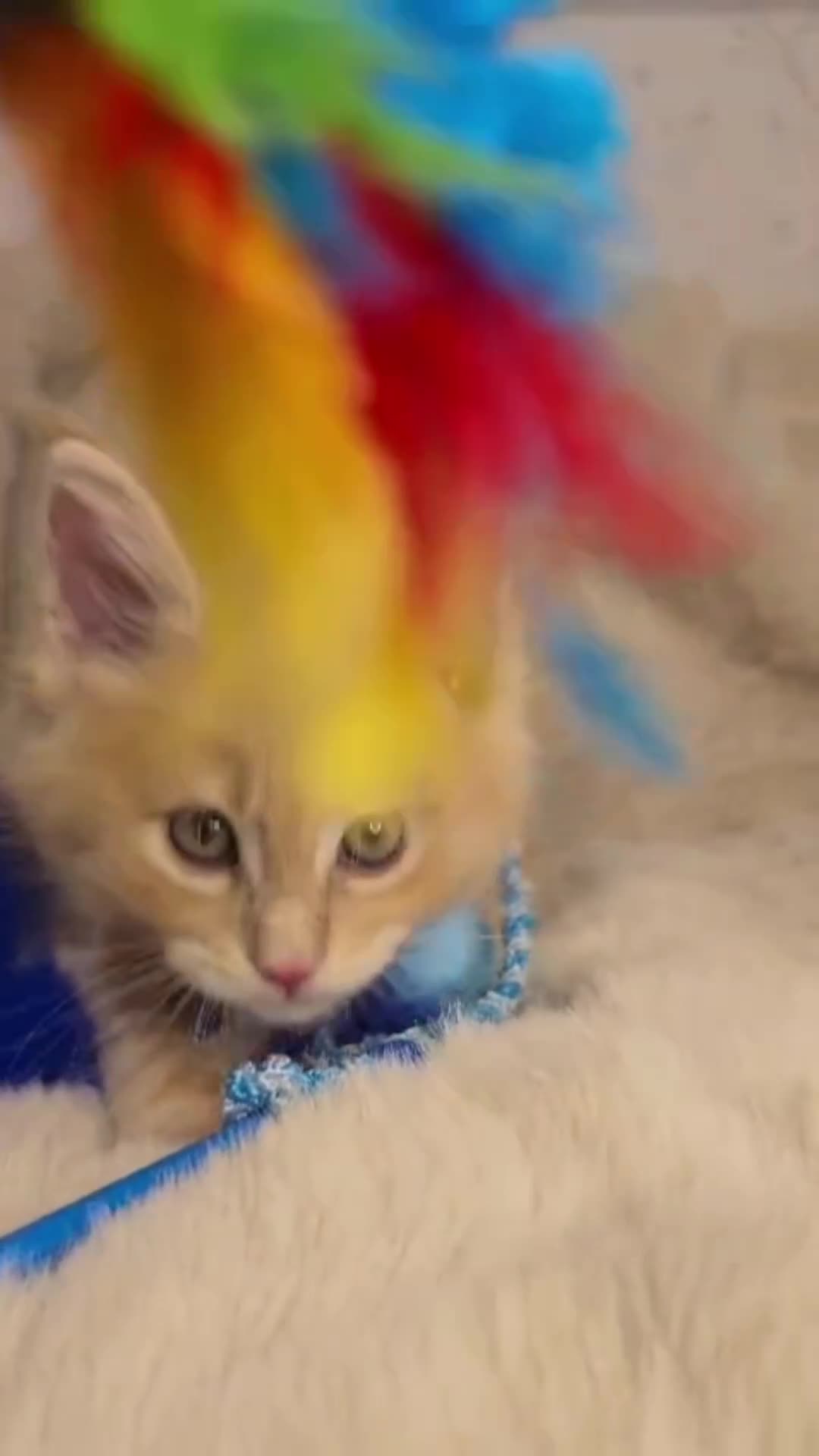 Maine Coon cats for sale: Gccf Maine Coon Kittens - Video 1