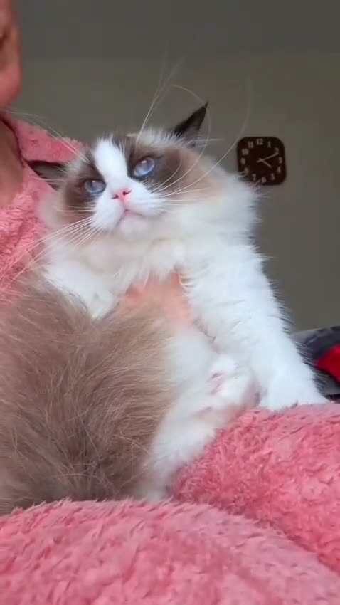 Ragdoll cats for sale: Tica registered exceptional  Ragdolls  - Video 3