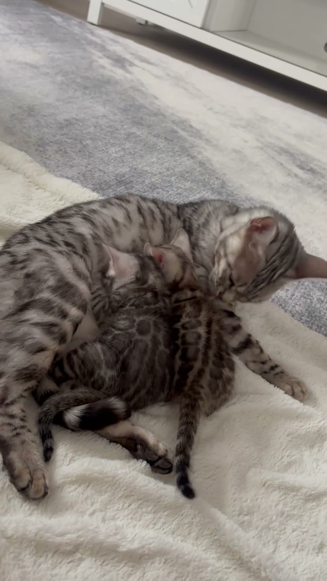 Bengal cats for sale: Gorgeous Bengal kittens  in Cambridge - Video 4