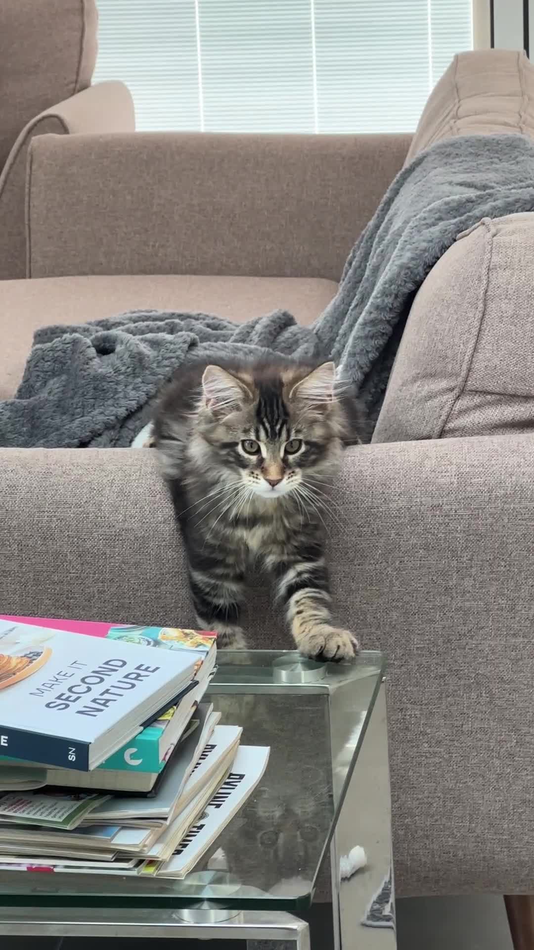 Maine Coon cats for sale: Beautiful Mainecoon kittens - Video 1