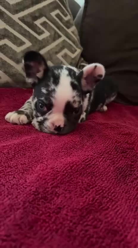 French Bulldog dogs for sale: French bulldog Merle puppies for sale  - Video 3