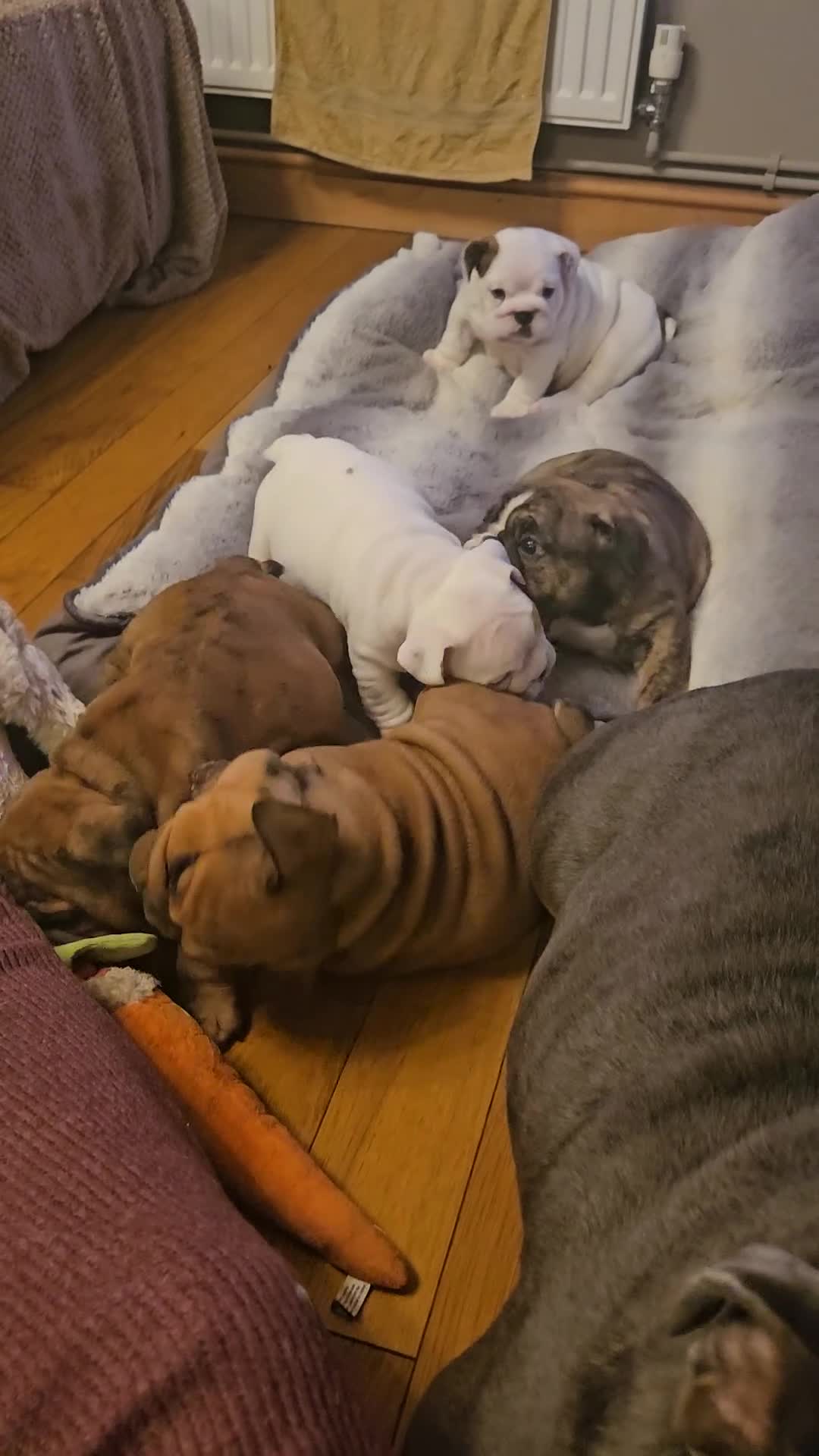 English Bulldog dogs for sale: English bulldogs - Video 1