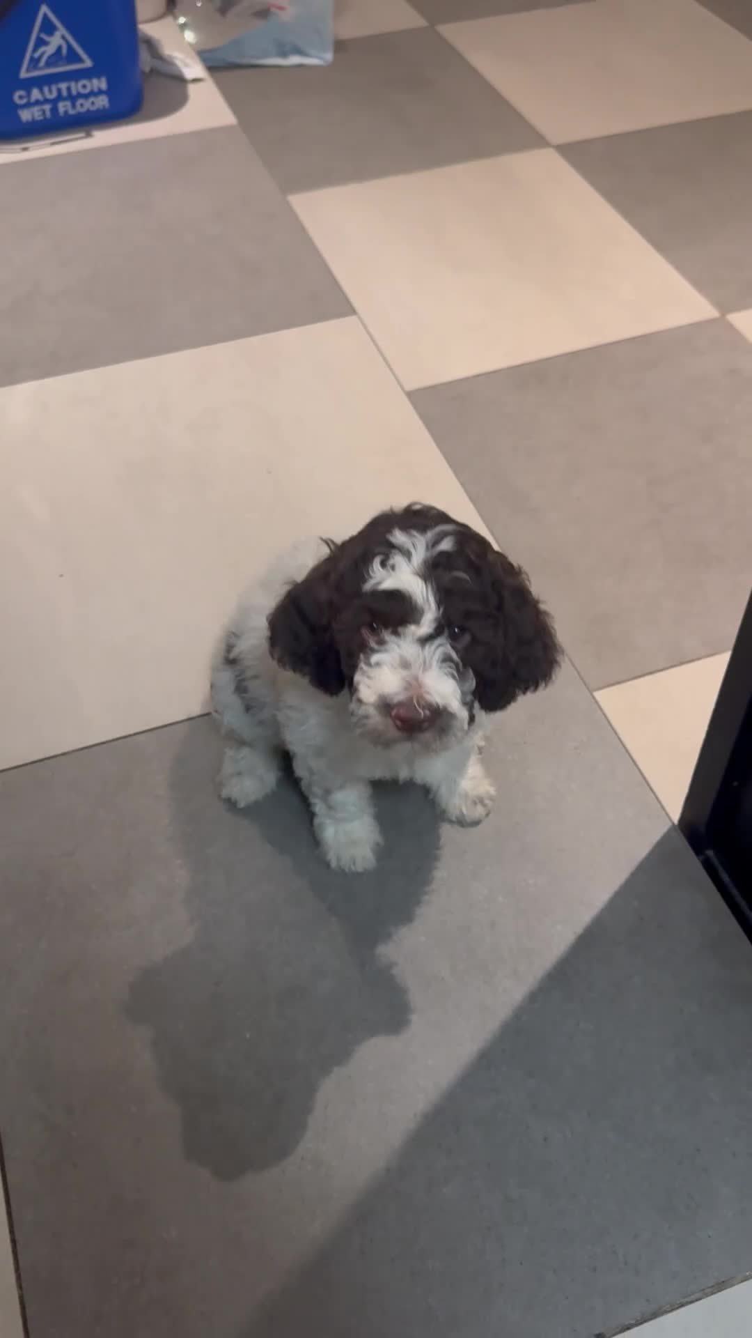 Lagotto Romagnolo dogs for sale: Lagotto Romagnolo Pups – Only two males available - Video 4