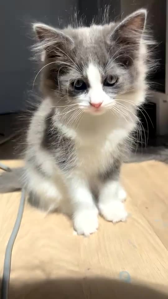Ragdoll cats for sale:  2 Beautiful Long-Haired Ragdoll Cross  - Video 2