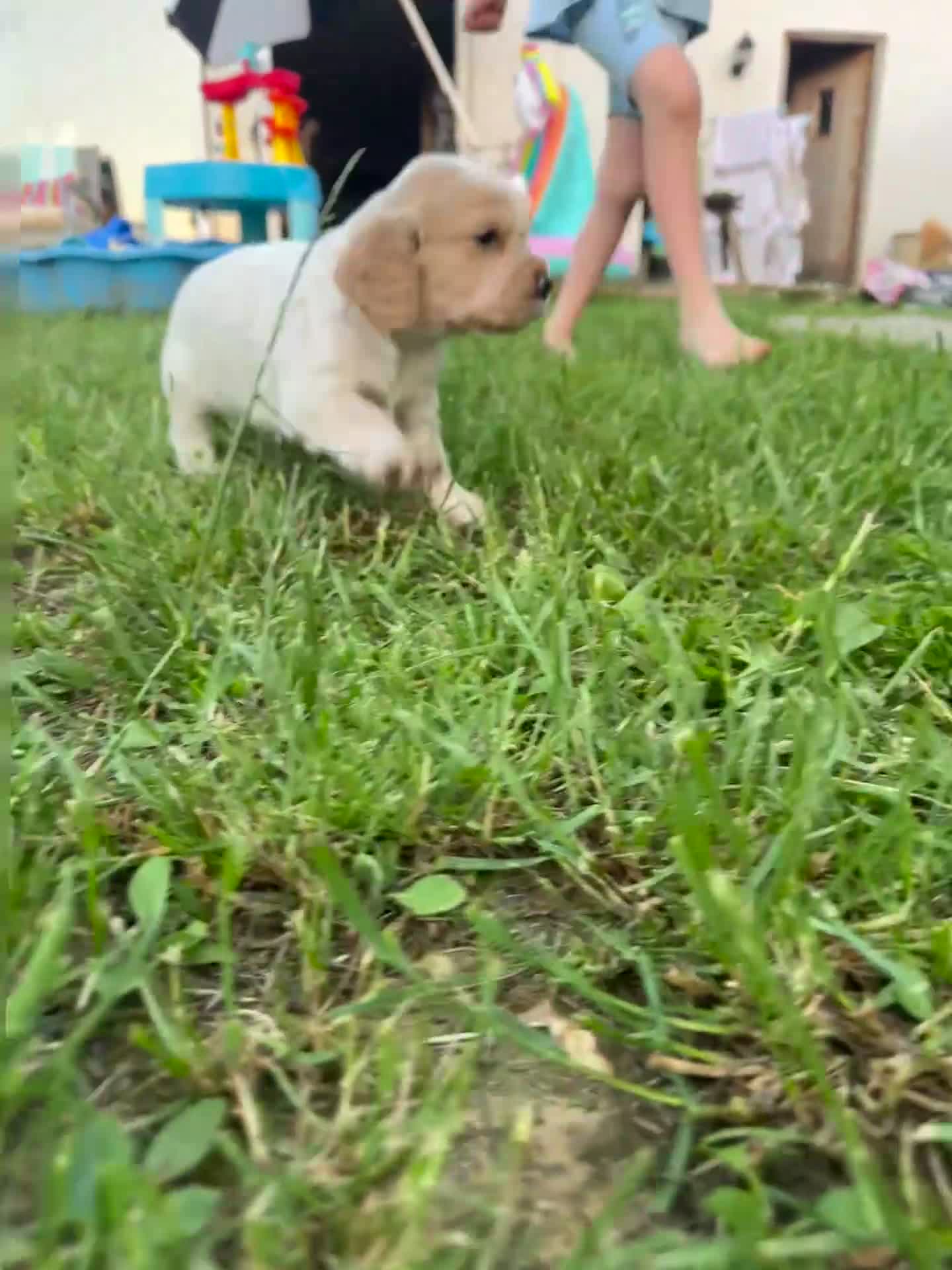 Cocker Spaniel dogs for sale: Working Cocker Spaniel Puppies - Video 2