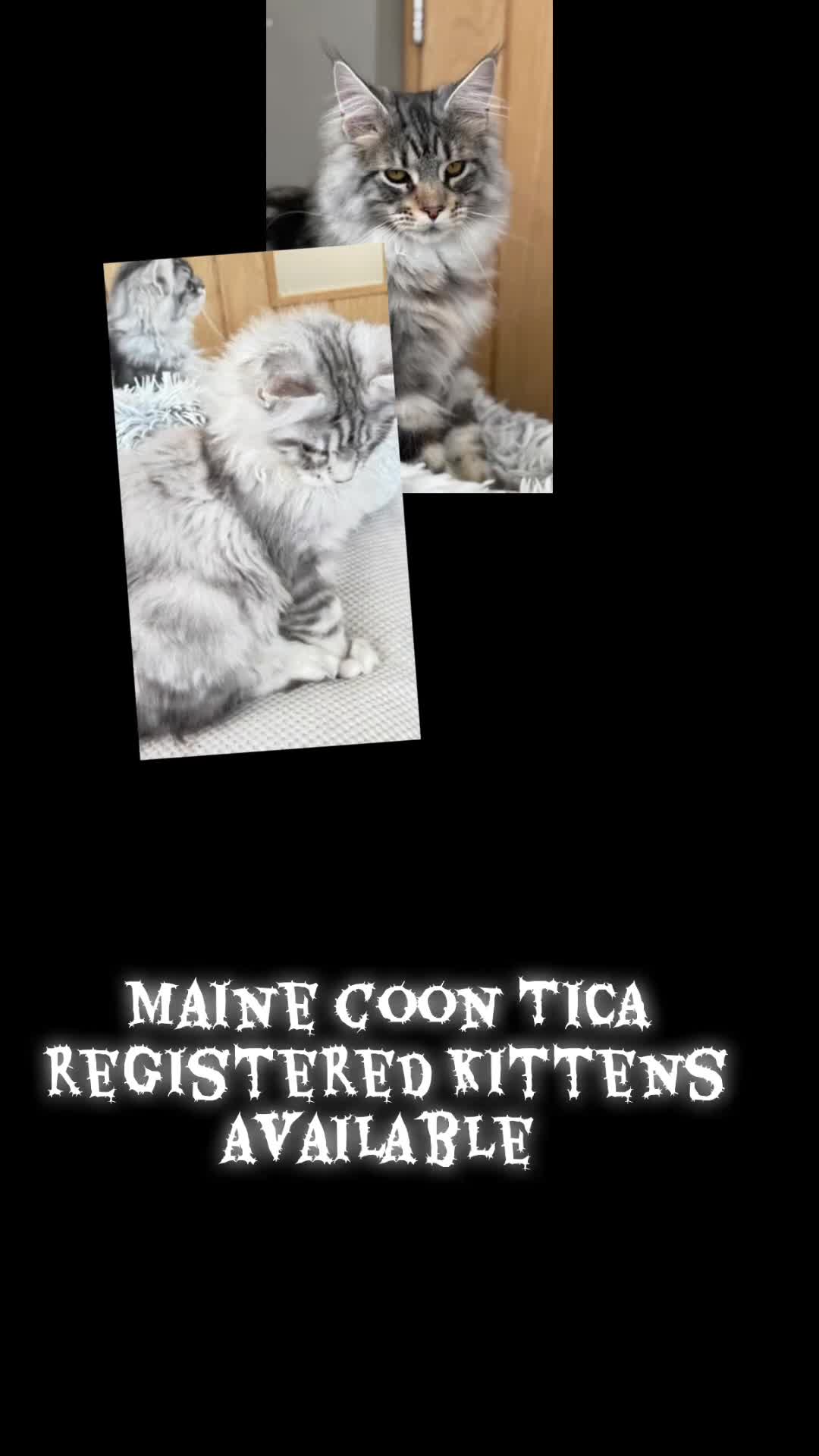 Maine Coon cats for sale: Outstanding pedigree kittens ACTIVE - Video 1