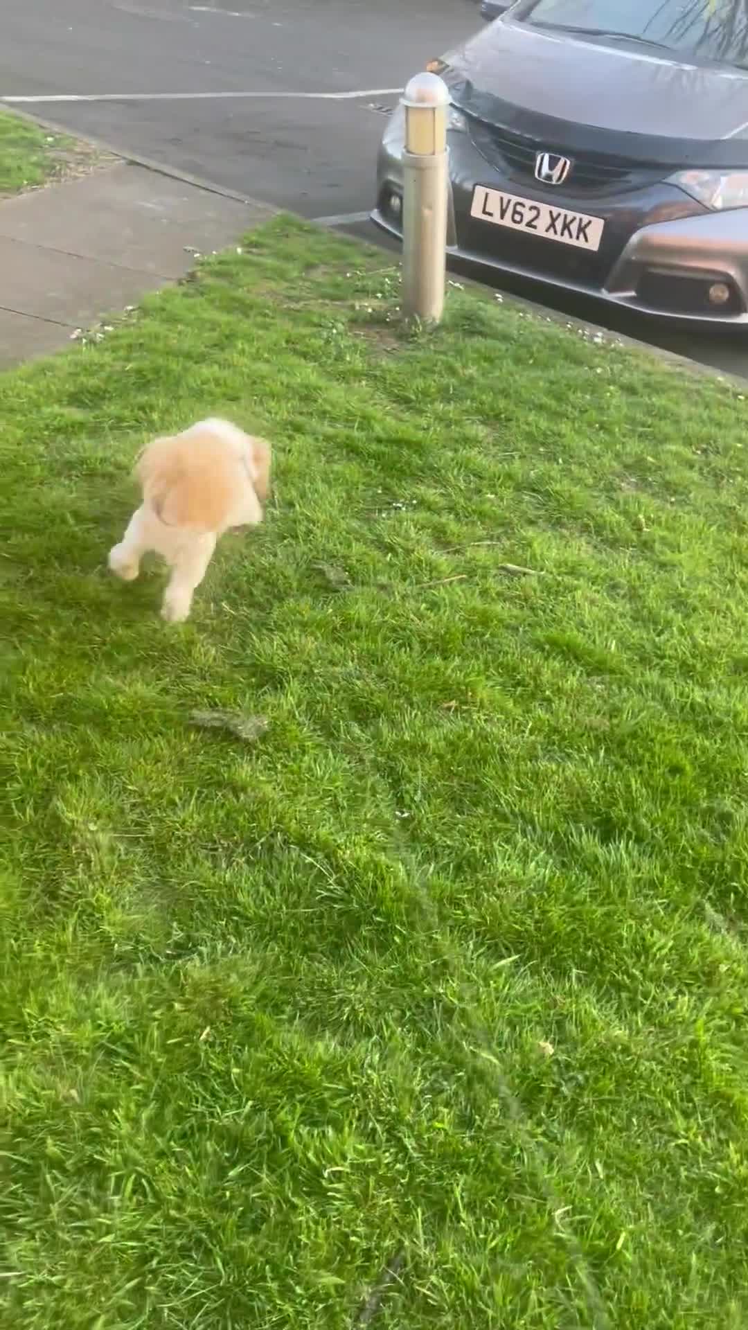 Shih Tzu dogs for stud: Our beautiful boy Arlo available for stud in Tipton - Video 1