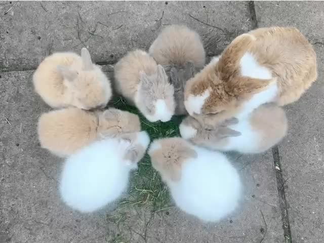 Lionhead rabbits for sale: Fluffy Lionhead Baby Bunnies – Raised with Love in Smethwick - Video 1