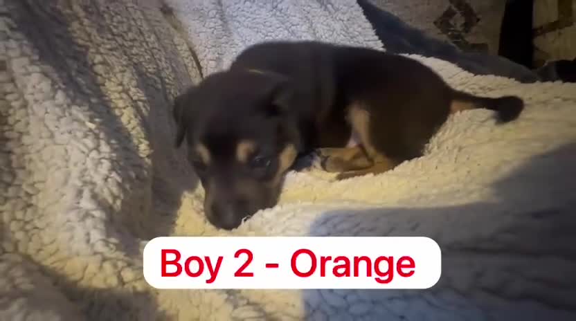 Mixed Breed dogs for sale: Staffy x belgian malinois  - Video 3