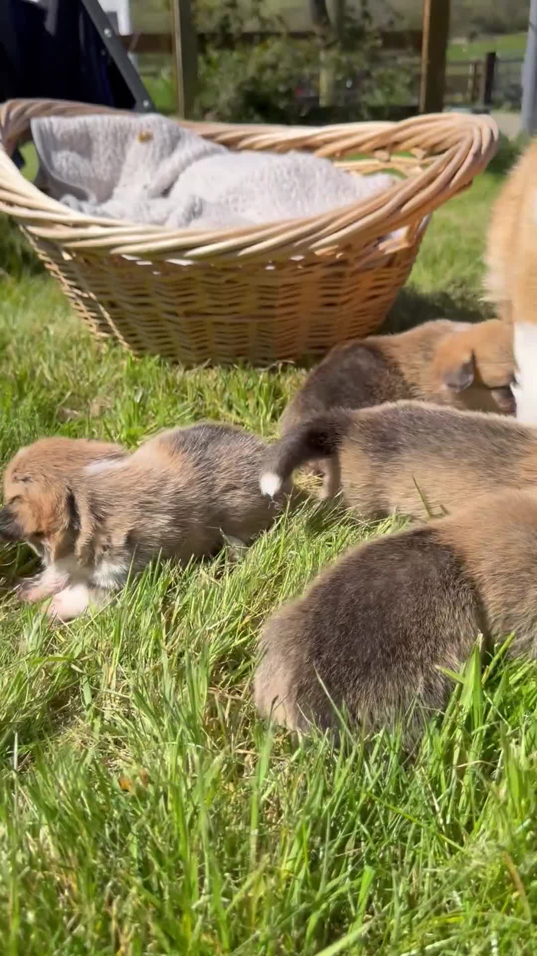Welsh Corgi Pembroke dogs for sale: Pembrokeshire Corgi Girls - Video 1