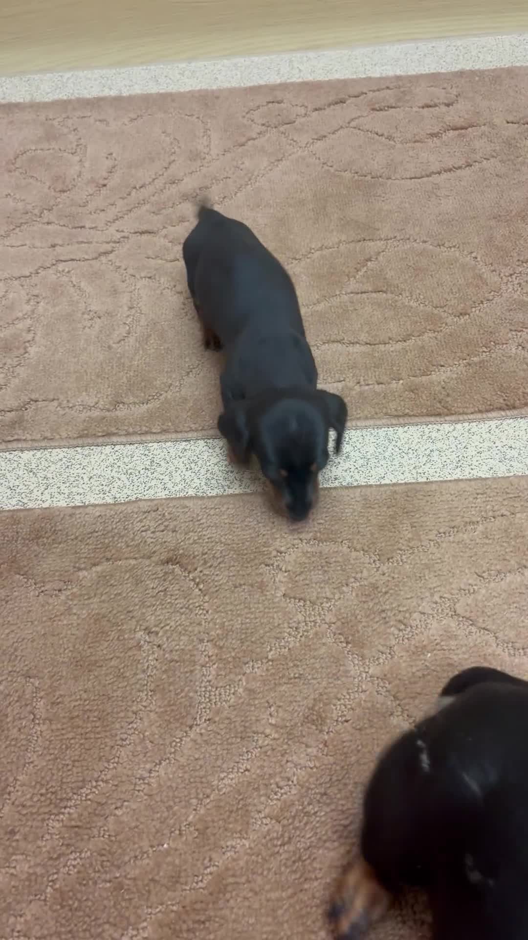 Dachshund dogs for sale: ❤️Dachshund ❤️ ready to leave now ❤️ in Runcorn - Video 1