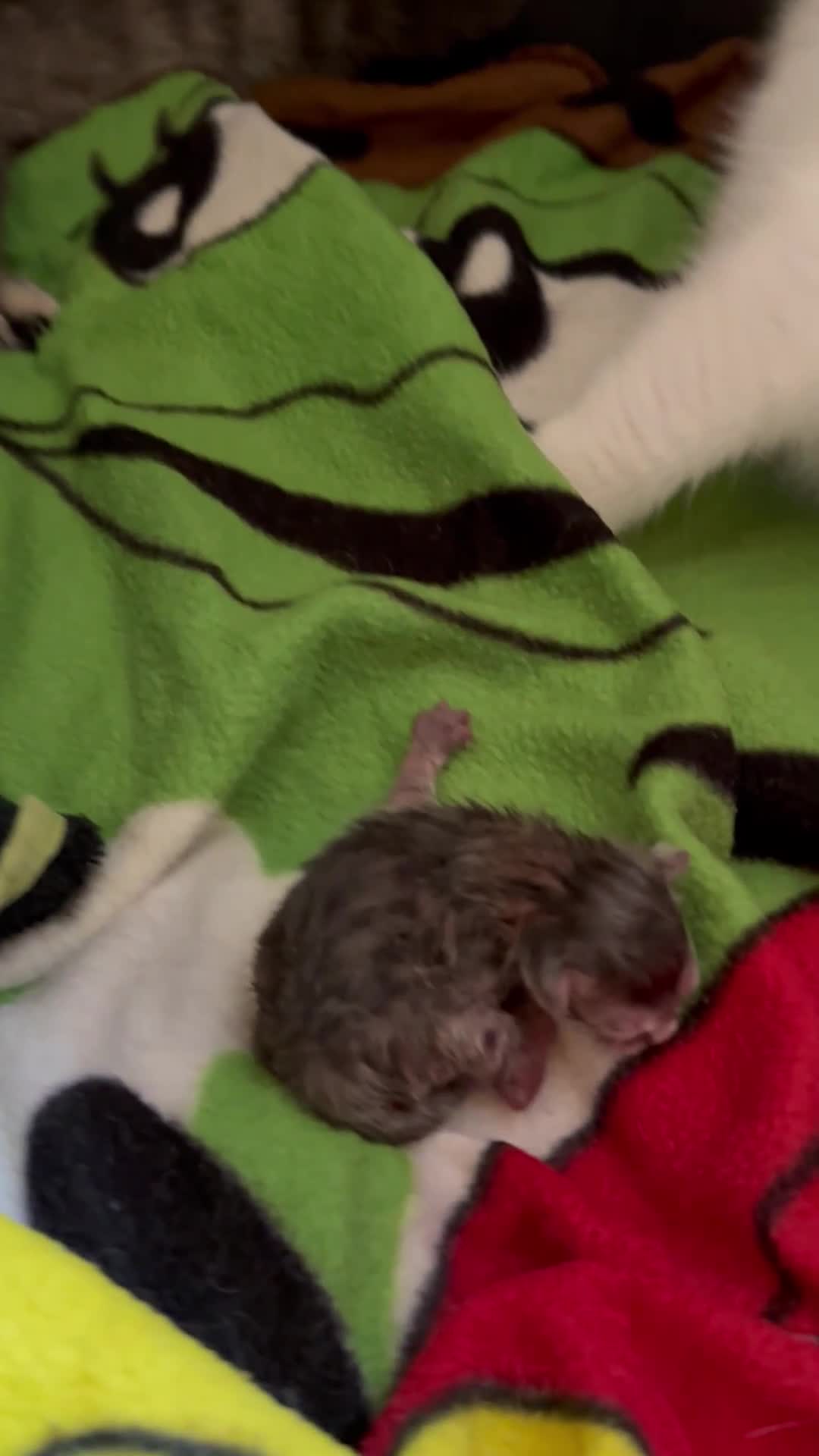 Scottish Fold cats for sale: 3 purring lovebugs - Video 2