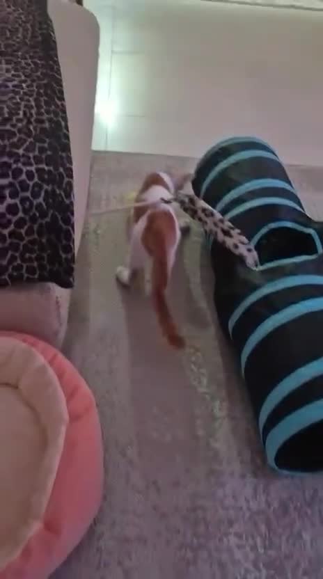 Mixed Breed cats for adoption: BOB &HARLEY BONDED BROTHERS NEUTERED FULL OF FUN  - Video 3