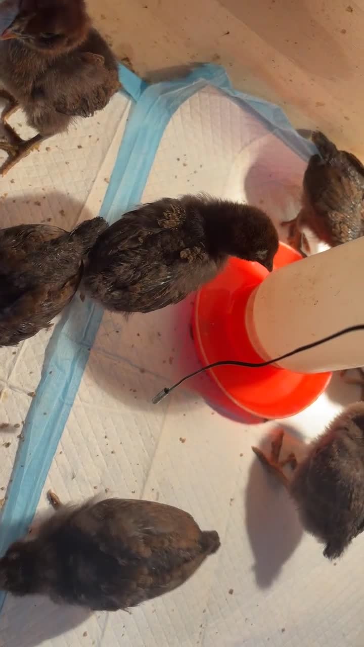 Chickens poultry for sale: Polish cross Plymouth rocks for sale  - Video 1