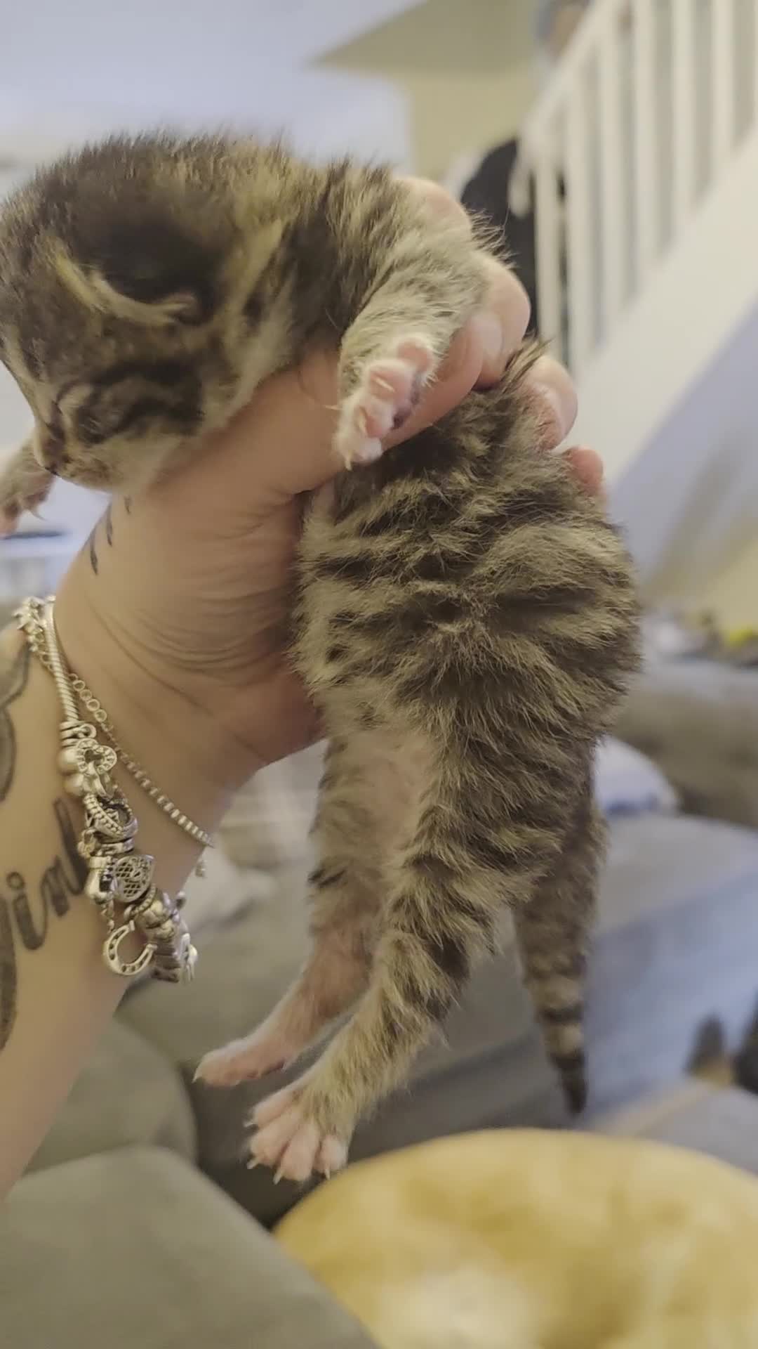 Mixed Breed cats for sale: 3 beautiful kittens - Video 2