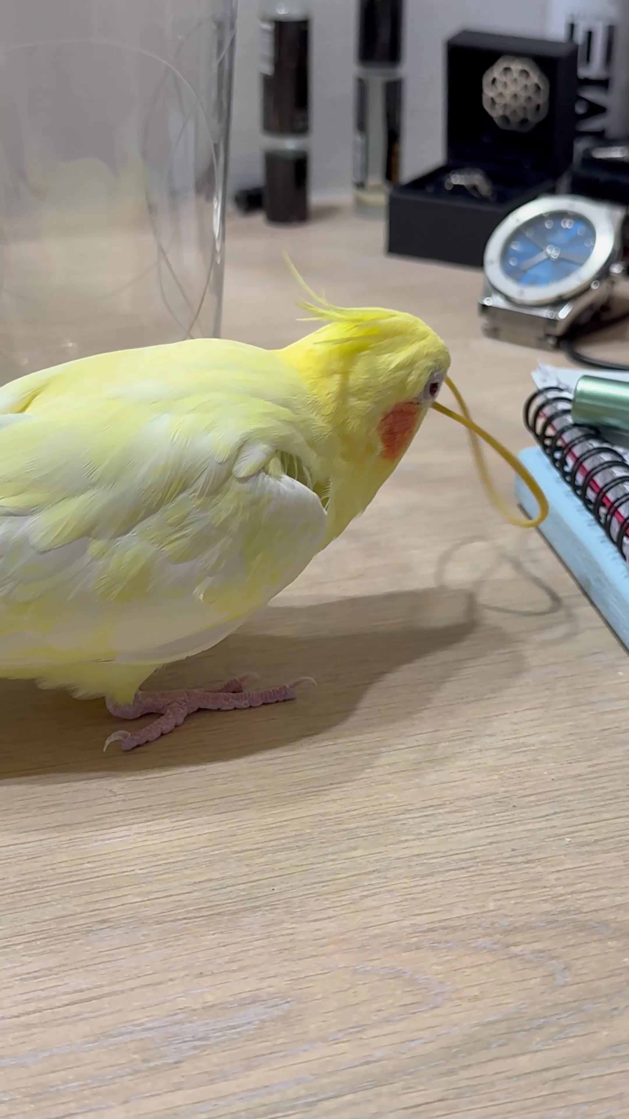 Cockatiels birds for sale: Beautiful Playful Yellow Cockatiel  - Video 2