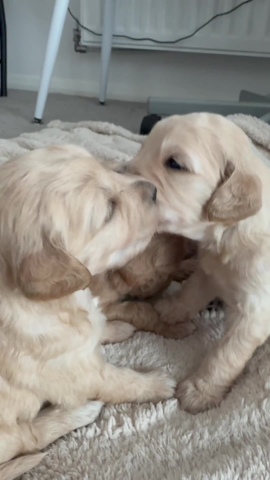 Goldendoodle dogs for sale: F1 Golden Doodles  - Video 2