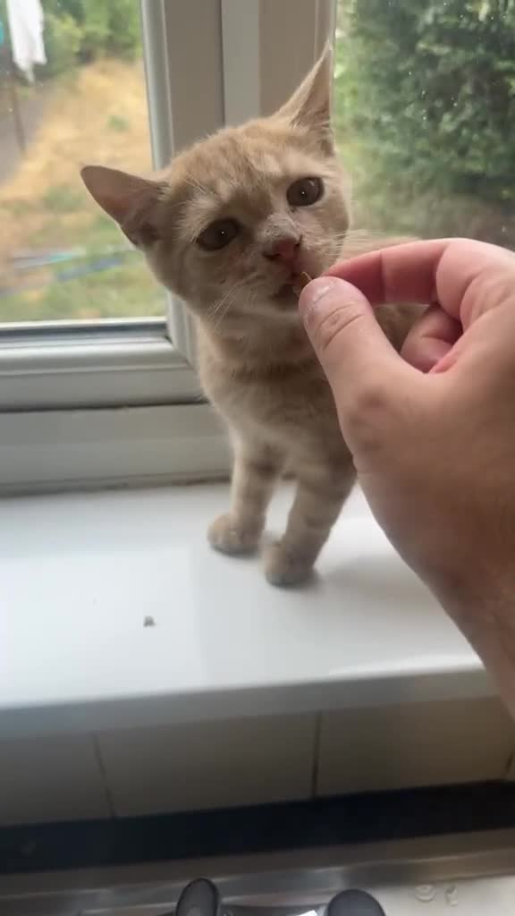 Mixed Breed cats for sale: 4 months old male kitten BSH & persian in Wellingborough - Video 2