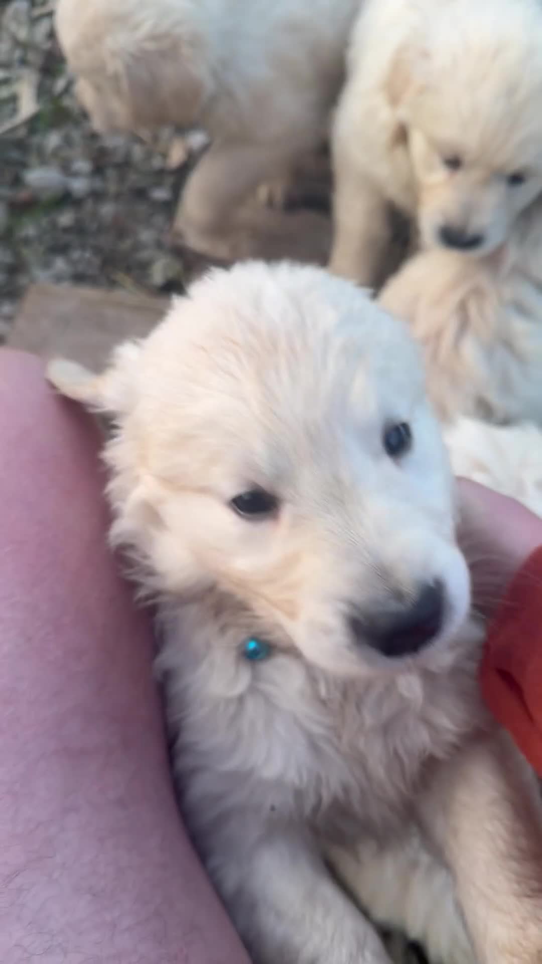 Golden Retriever dogs for sale: One gorgeous golden retriever male - Video 1