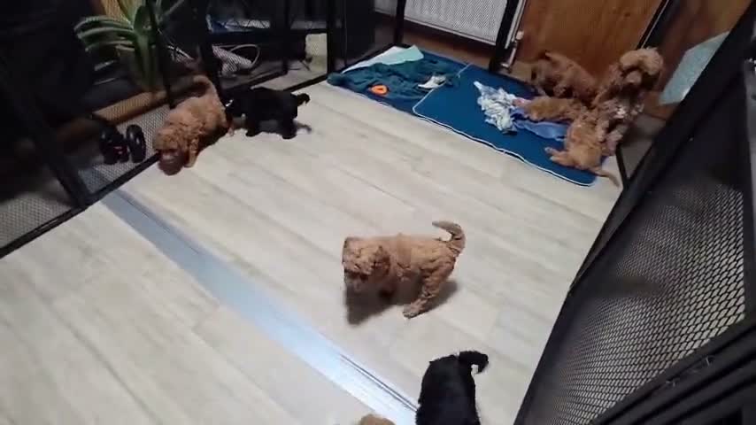 Toy Poodle dogs for sale: Toy Poodle  - Video 1