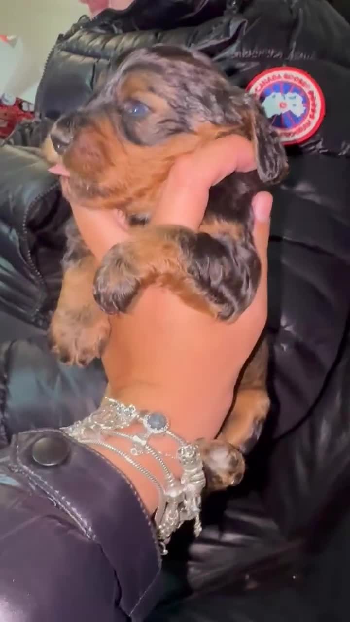 Miniature Poodle dogs for stud:  ⭐️KC PRINCE CHARMING BLUE BOY MINIATURE POODLE⭐️ - Video 1