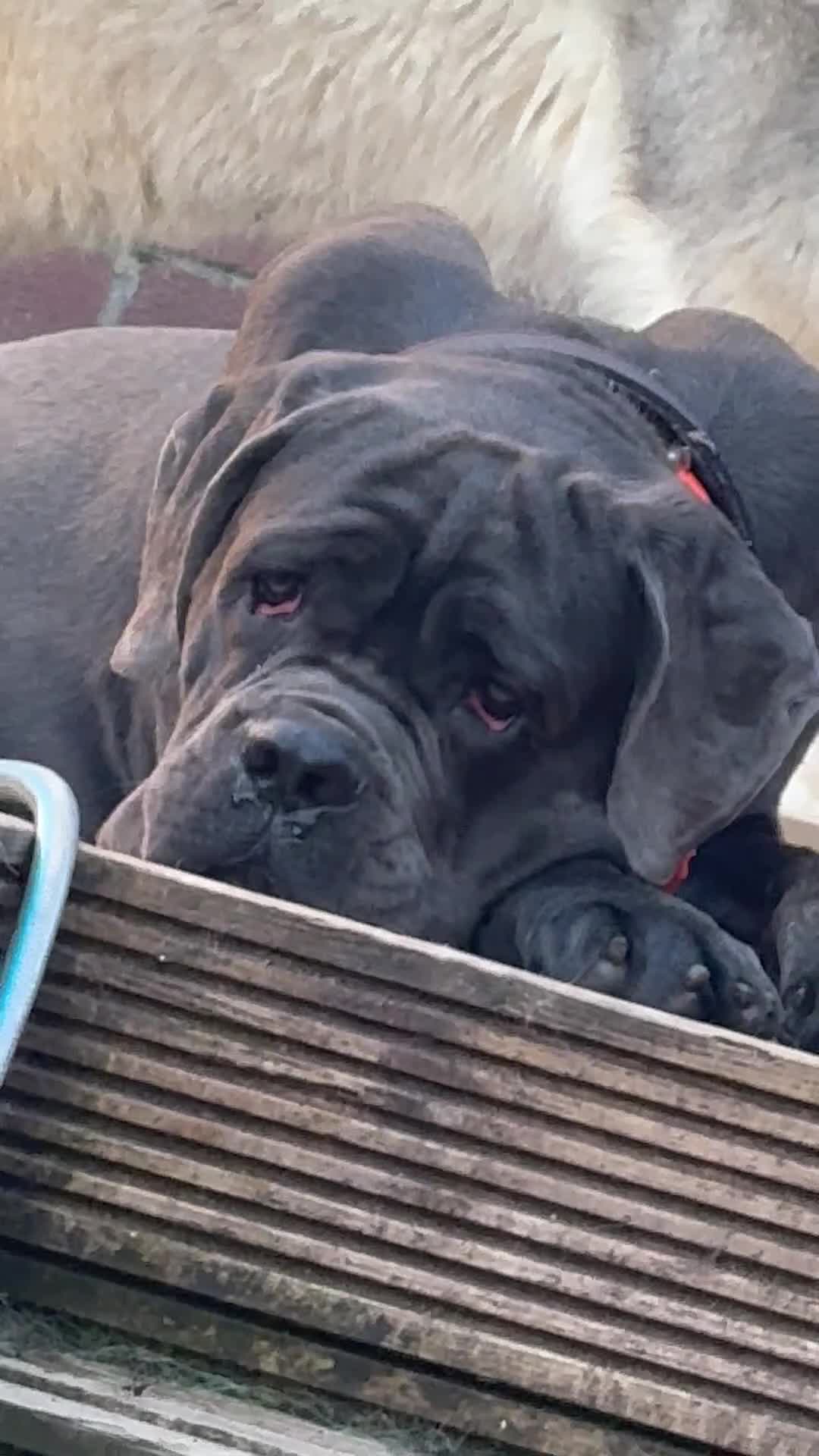 Cane Corso dogs for sale: Big manni the cane Corso available for rehome in Kilmarnock - Video 3