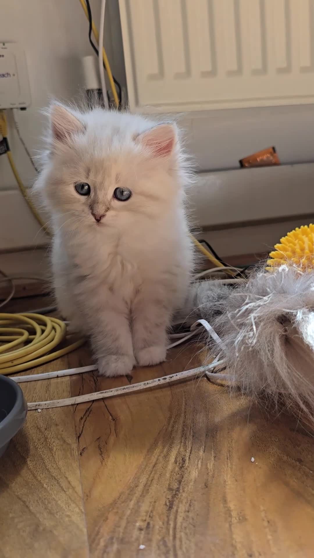 Siberian cats for sale: 4 Siberian Neva Masquerade kittens for seal - Video 1