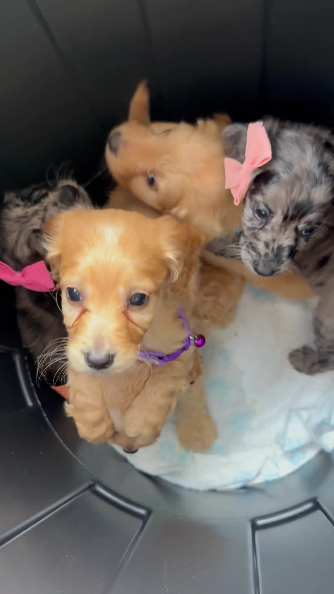 Mixed Breed dogs for sale: Beautiful Sproodle puppies stunning  - Video 1